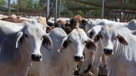 Doenças infecciosas comprometem desempenho dos bovinos e aumentam custos de produção