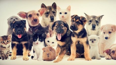 Veículo Senac PetMóvel irá levar recreação para cães, campanha de adoção, palestras sobre saúde e alimentação de pets e até um Petnique para a unidade Barra, no Shopping Marapendi, e para a Praça do Ó