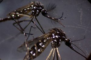 Casos provÃ¡veis de dengue no estado do Rio estÃ£o seis vezes