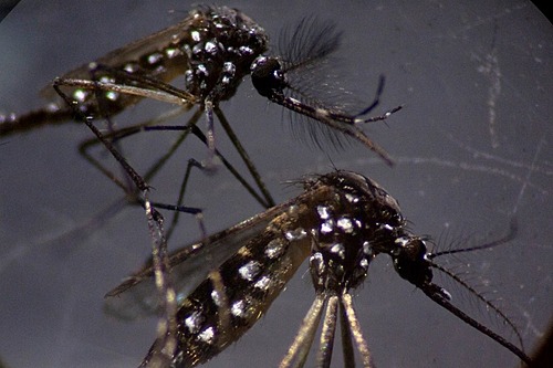 Casos provÃ¡veis de dengue no estado do Rio estÃ£o seis vezes